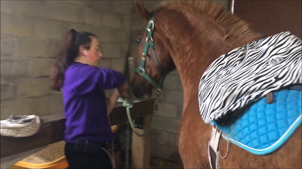 Still from Does Scimitar Dream of Anastasia (2017, Marcel Potvin): Anastasia in a purple sweater tacks up her chestnut horse Scimitar in a barn stall